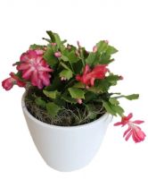 CHRISTMAS CACTUS IN CERAMIC