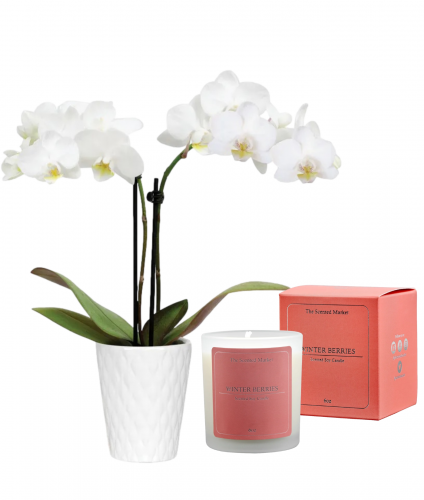 Winter Berry Candle & Orchid Set