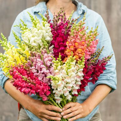 Snapdragon Bouquet