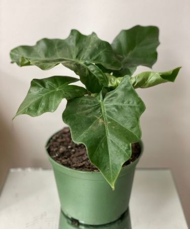 Philodendron