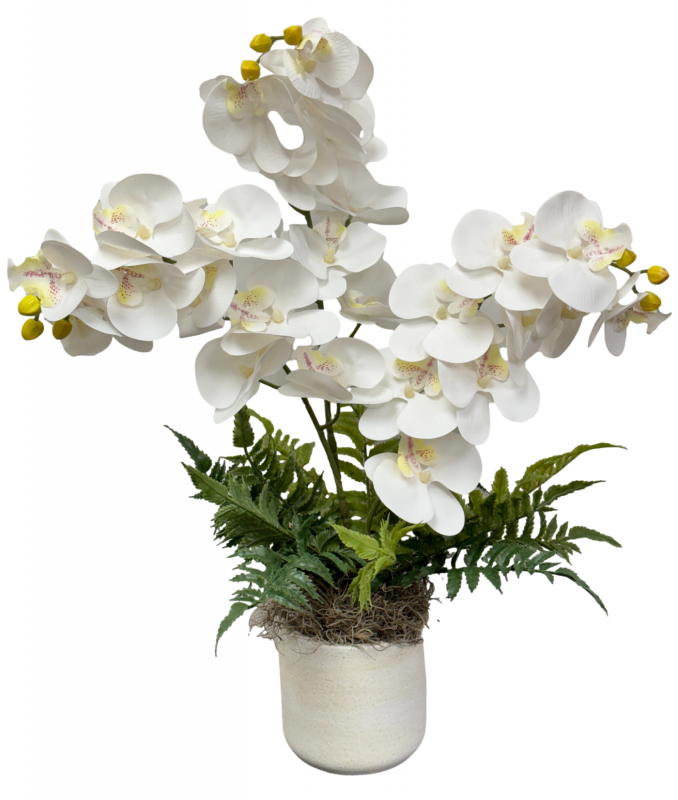 Orchid Extravaganza In White - Everlasting 