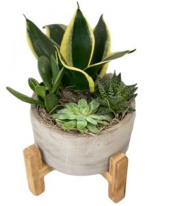 Modern Mood Succulent Garden