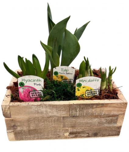 Nature Wood Bulb Planter