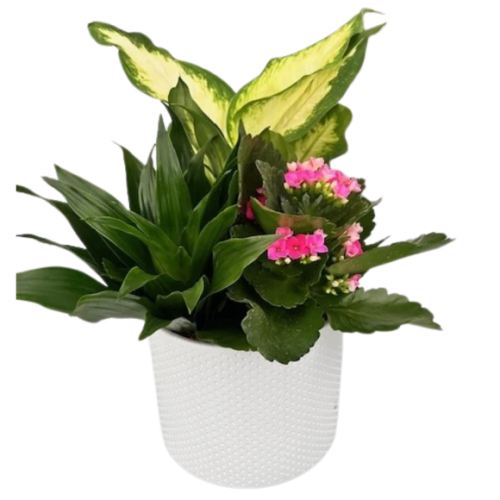 Ivory Meadows Tropical Planter