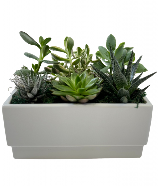 White Gloss Succulent Garden