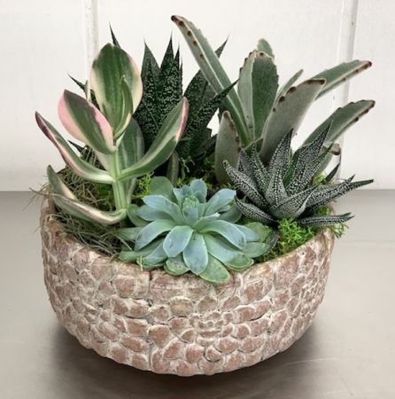 Succulents and Terrariums