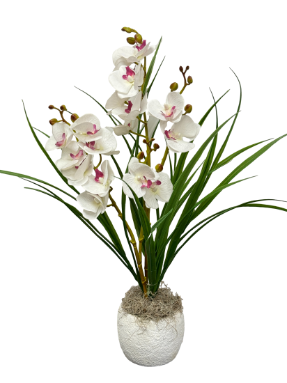 Orchid Extravaganza In White - Everlasting 