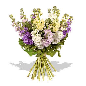 Glorious Stock Bouquet