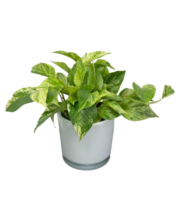 Golden Pothos