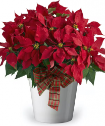 Premium Large Red Poinsettia