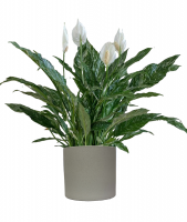 Large Peace Lily Plant