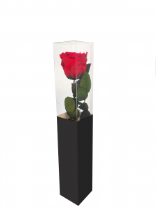 Everlasting Single Rose Stem