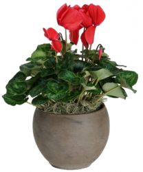 Holiday Cyclamen