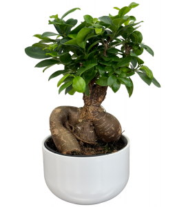 Bonsai Plant