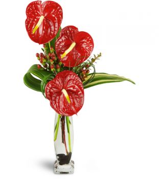 Elegant Anthurium  