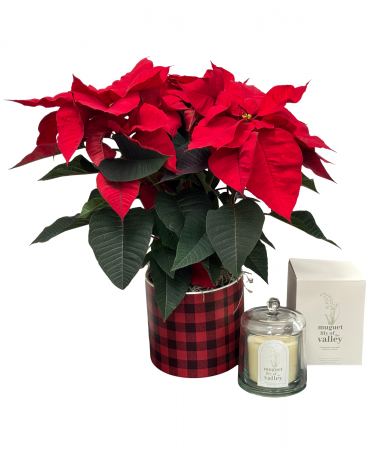 Holiday Glow Poinsettia & Candle Set