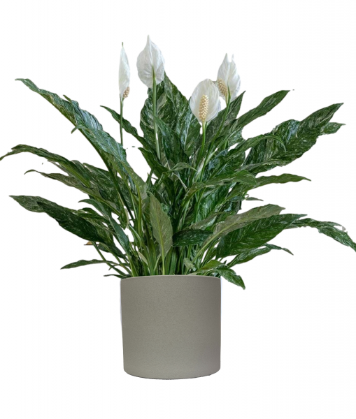 Large Peace Lily Plant