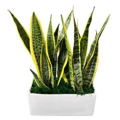 Sansevieria Garden