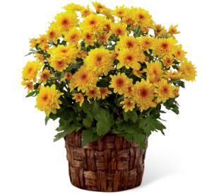 Chrysanthemum (Mum) - Flower & Plant Free Delivery