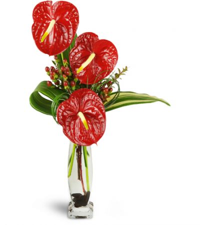 Elegant Anthurium  