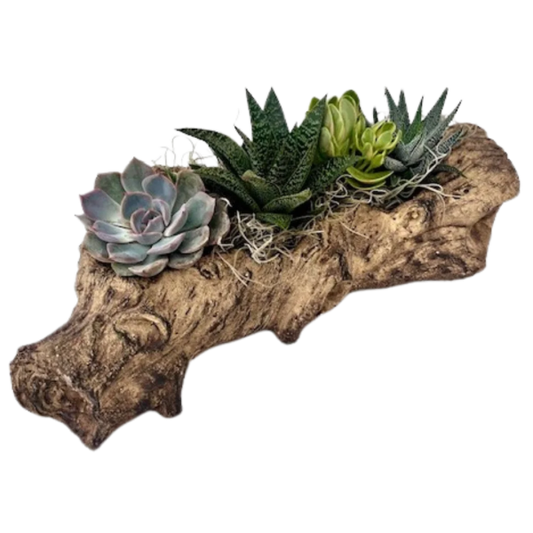 Woodland Succulent Garden