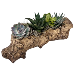 Woodland Succulent Garden