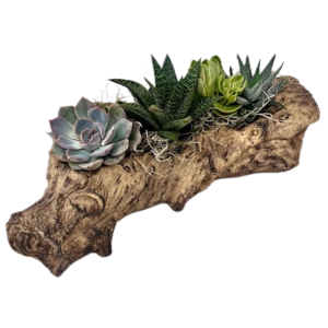 Woodland Succulent Garden