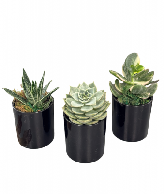 Succulent Trio