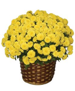 Chrysanthemum Mum Plant