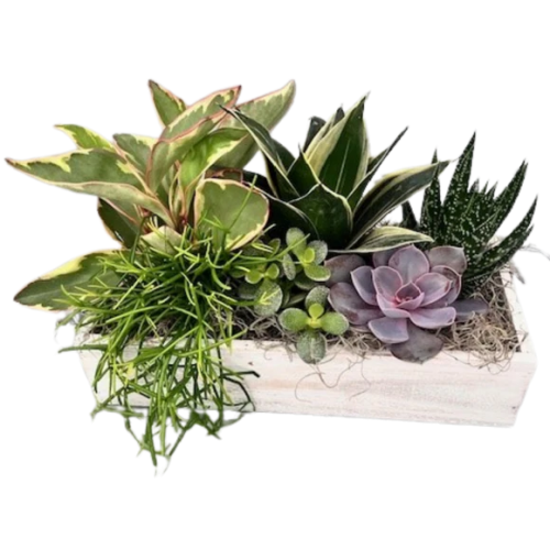 White Succulent Box