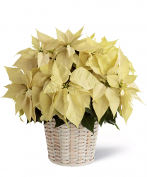 White Poinsettia