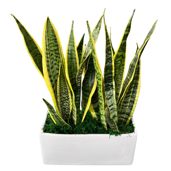 Sansevieria Garden