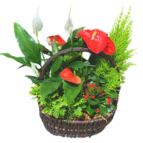 Tropical Holiday Planter Basket