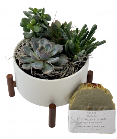 Soap & Succulent Set