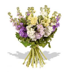 Glorious Stock Bouquet