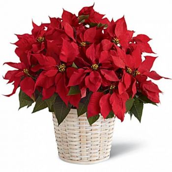 Red Poinsettia