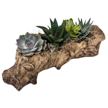 Woodland Succulent Garden